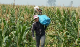 91O8稻种直播一亩多少斤种子,91O8稻种直播一亩需多少斤种子？揭秘高效种植秘诀