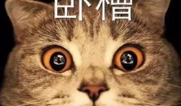 91p0k午夜猫咪直播,揭秘神秘网络直播背后的故事